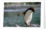 Macaroni Penguin Perching on Rock by Anonymous