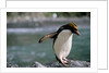 Macaroni Penguin Perching on Rock by Anonymous