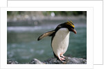 Macaroni Penguin Perching on Rock by Anonymous