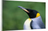 King Penguin Profile by Anonymous