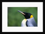 King Penguin Profile by Anonymous