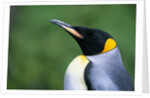 King Penguin Profile by Anonymous