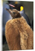 King Penguin Chick by Anonymous