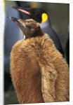 King Penguin Chick by Anonymous