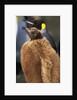 King Penguin Chick by Anonymous