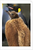 King Penguin Chick by Anonymous