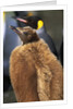 King Penguin Chick by Anonymous