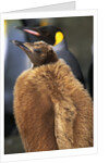 King Penguin Chick by Anonymous