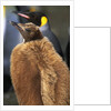 King Penguin Chick by Anonymous