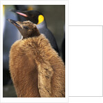 King Penguin Chick by Anonymous