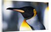 King Penguin by Anonymous