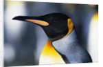 King Penguin by Anonymous