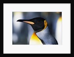 King Penguin by Anonymous