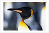 King Penguin by Anonymous