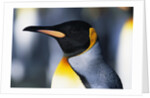 King Penguin by Anonymous