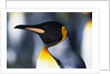 King Penguin by Anonymous