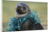 Fishing Net Caught around Fur Seal's Neck by Anonymous