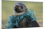 Fishing Net Caught around Fur Seal's Neck by Anonymous