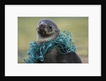 Fishing Net Caught around Fur Seal's Neck by Anonymous