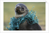 Fishing Net Caught around Fur Seal's Neck by Anonymous