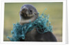 Fishing Net Caught around Fur Seal's Neck by Anonymous