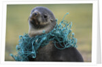 Fishing Net Caught around Fur Seal's Neck by Anonymous
