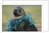 Fishing Net Caught around Fur Seal's Neck by Anonymous