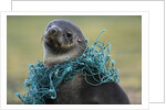 Fishing Net Caught around Fur Seal's Neck by Anonymous