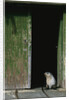 Fur Seal Standing in Doorway by Anonymous