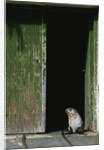 Fur Seal Standing in Doorway by Anonymous