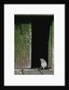 Fur Seal Standing in Doorway by Anonymous