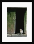 Fur Seal Standing in Doorway by Anonymous