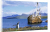 Gentoo Penguin Calling near Abandoned Whaling Ship by Anonymous