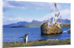 Gentoo Penguin Calling near Abandoned Whaling Ship by Anonymous