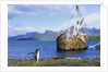 Gentoo Penguin Calling near Abandoned Whaling Ship by Anonymous
