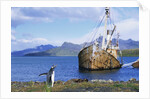 Gentoo Penguin Calling near Abandoned Whaling Ship by Anonymous