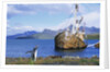 Gentoo Penguin Calling near Abandoned Whaling Ship by Anonymous