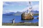 Gentoo Penguin Calling near Abandoned Whaling Ship by Anonymous