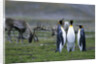 Caribou Grazing behind King Penguins by Anonymous