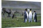 Caribou Grazing behind King Penguins by Anonymous