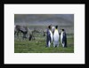 Caribou Grazing behind King Penguins by Anonymous