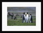 Caribou Grazing behind King Penguins by Anonymous