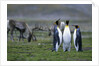 Caribou Grazing behind King Penguins by Anonymous