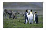 Caribou Grazing behind King Penguins by Anonymous
