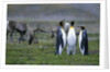 Caribou Grazing behind King Penguins by Anonymous