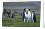 Caribou Grazing behind King Penguins by Anonymous