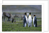 Caribou Grazing behind King Penguins by Anonymous