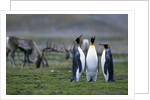 Caribou Grazing behind King Penguins by Anonymous