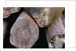 Elephant Seal Sleeping on Log Pile by Anonymous