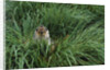 Antarctic Fur Seal Sitting in Tussock Grass by Anonymous